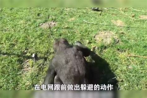 猩猩告诉游客别触碰电网，随后亲身演示如何安全通过，游客：受教