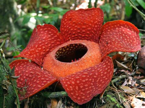 Rafflesia arnoldii - Corpse Flower | World of Flowering Plants