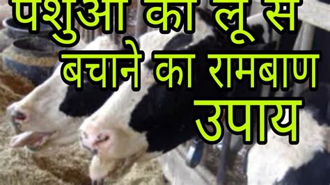 पशओ क ल स बचन क उपय Cettle aur buffalo ko lu se bachane ke