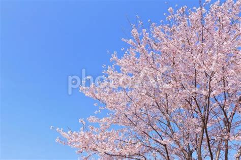 澄み渡る青空と桜 No 28706606｜写真素材なら「写真ac」無料（フリー）ダウンロードok