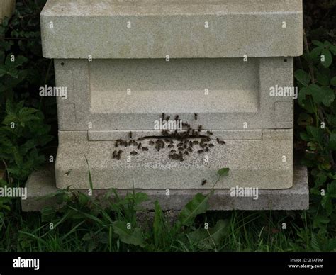 Honey Bees Congregating Around The Small Entrance To The Bee Hive Stock