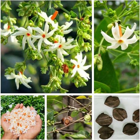 Amazon CHUXAY GARDEN Harsingar Flower Seed 10 Seeds Night