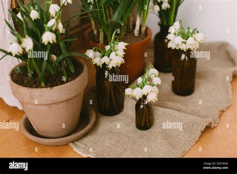 Beautiful Bloom Blossom Botan Hi Res Stock Photography And Images Alamy