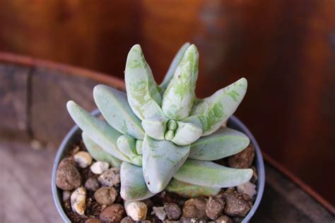 Crassula Cornuta La Boutique Del Verde