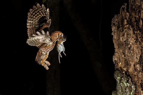 Photographing The Eastern Screech Owl Ed Erkes Nature Photography