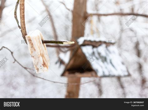 Lard Piece Tits Near Image Photo Free Trial Bigstock