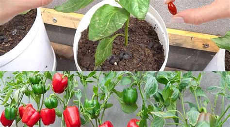 Secret Tips for Growing Perfect Peppers at Home