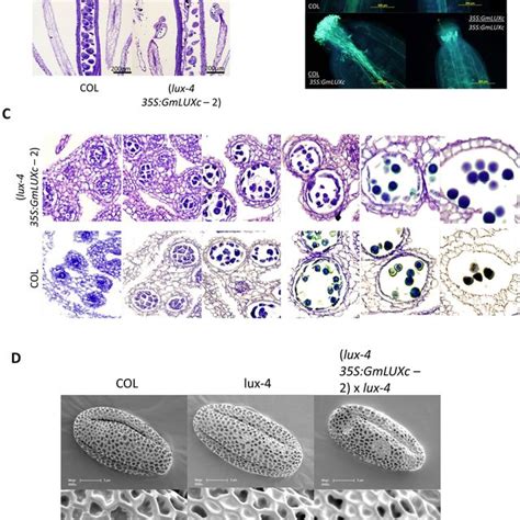 Ectopic Expression Of Gmluxb And Gmluxc In Arabidopsis Lux 4 Mutant