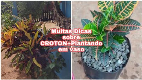 Croton Como Cultivar Em Vaso E No Ch O Como Cuidar E Plantar Croton