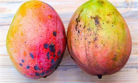 how to know when a mango is bad