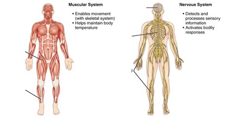 Unit 1 Muscular Nervous System Diagram Quizlet