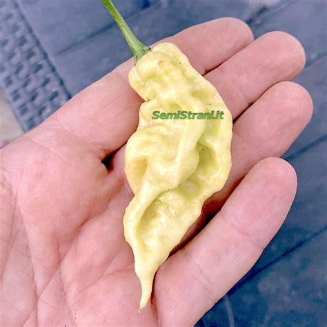 White Knight Pepper Seeds Semi Strani Di Carlo Martini