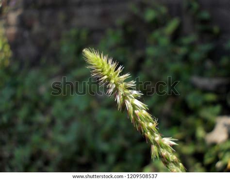 Achyranthes Aspera Flower Inflorescence Chaffflower Prickly Stock Photo