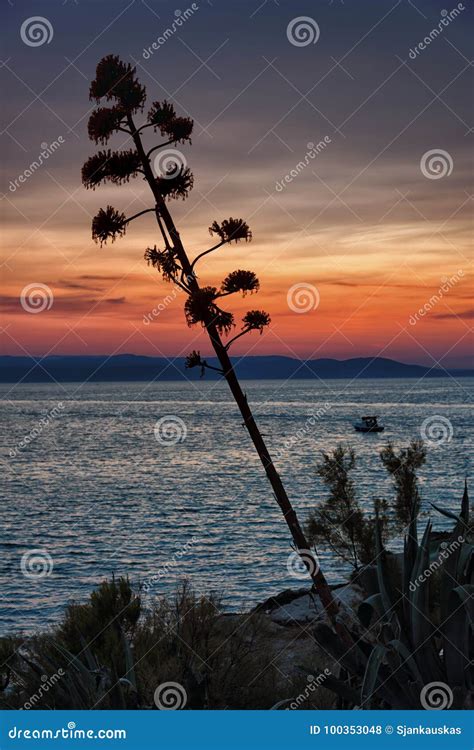 Sunset Scene, Agave Plant at the Adriatic Sea Stock Photo - Image of seashore, resort: 100353048