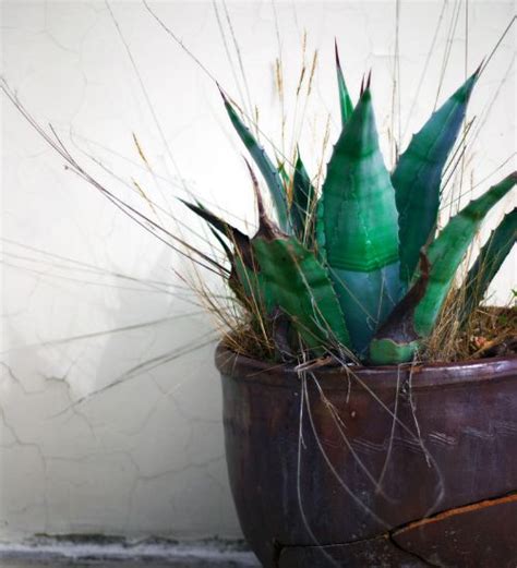 Agave Tequilana (tequila agave) - Succulent Guide