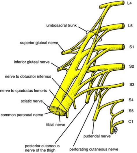 Sciatic Nerve Diagram