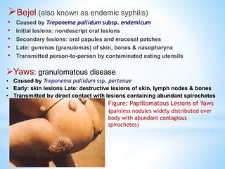 Syphilis PPT