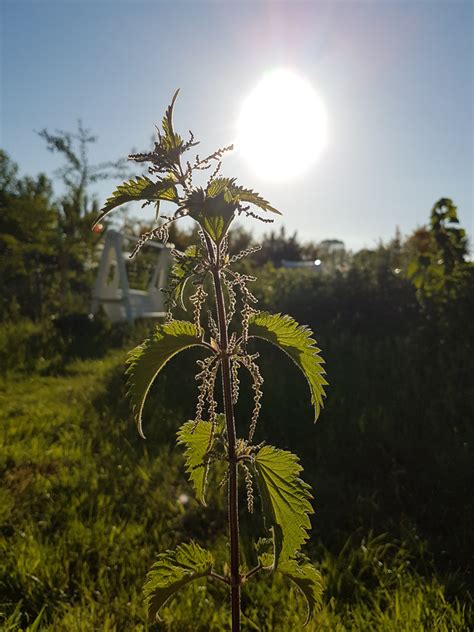 Alcoolature Bio Ortie Urtica Dio Ca