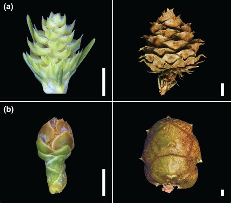 Examples Of Cupressaceae Seed Cones At Pollination Left And Maturity Download Scientific