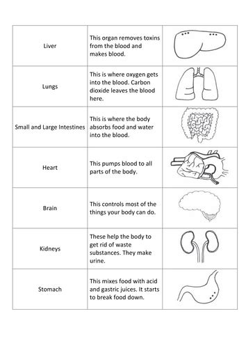 Organ System Overview Worksheets