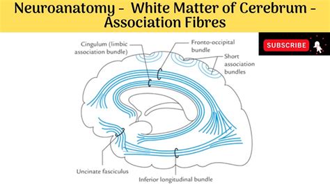 Association Fibers