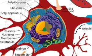 Cell Body | Definition, Function & Types - Lesson | Study.com