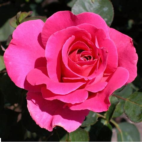 Buy Damascus Rose, Scented Rose (Any Color) - Plant at Nurserylive Pune ...