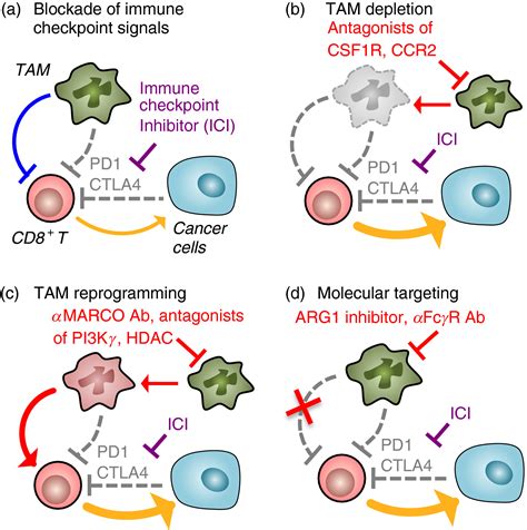 Macrophage Targeting Opening New Possibilities For Cancer