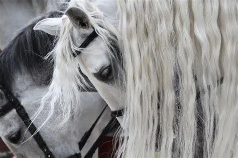 Friesian Horse Colors Guide: White, Black, & Chestnut