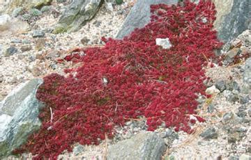 Sedum North American Rock Garden Society