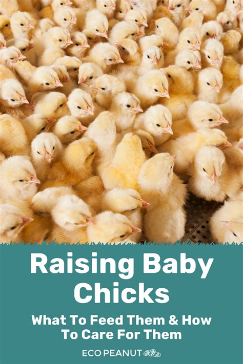 How To Raise Baby Chicks Raising Baby Chickens A Beginners Guide To