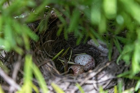 Bird'S Nest Eggs Bird - Free photo on Pixabay - Pixabay