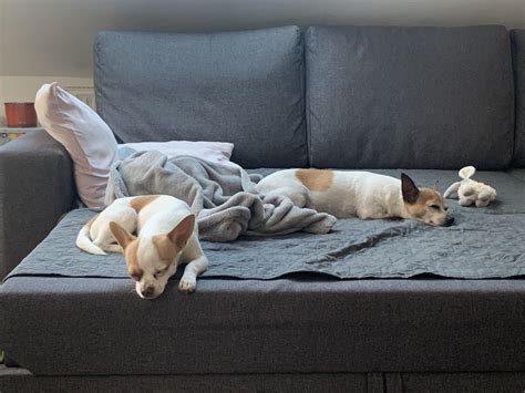 It was a tiring morning walk 🌞 : r/Chihuahua