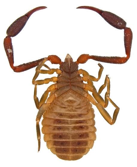 Pseudoscorpion - BugGuide.Net