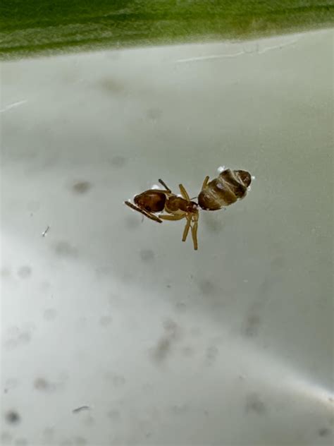 Help identifying these ants : r/AntControl