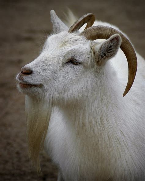 Goat Portrait Stock Photo Image Of Barnyard Animal Barn 32992