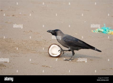 Crow Eating Hi Res Stock Photography And Images Alamy