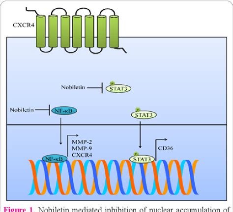 Figure From Multifunctional Role Of Nobiletin In Cancer