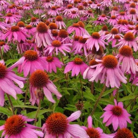 Rode Zonnehoed Echinacea Purpurea Red Knee High Vaste Planten