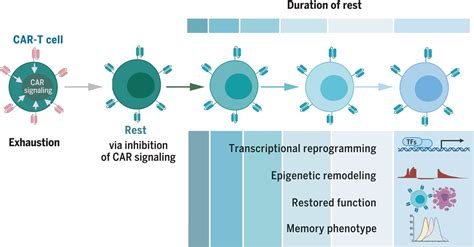 Transient Rest Restores Functionality In Exhausted Car T Cells Through