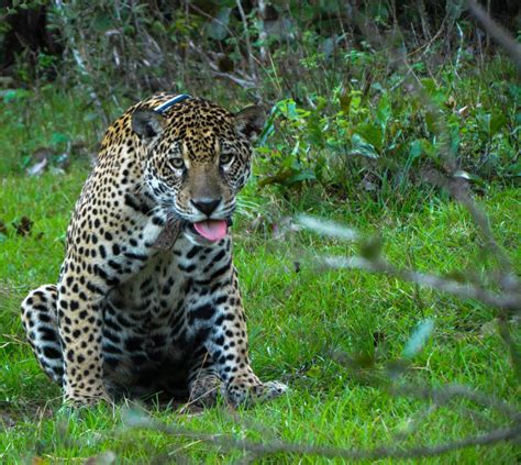 Do Pantanal à Amazônia todas as onças pintadas são iguais Onçafari