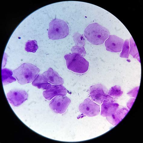 Human Oral Epithelium Smear Prepared Slides H E Stain Wholesale