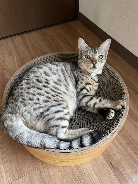 Possible Mau? We got her as a «bengal » kitten.and then we learned