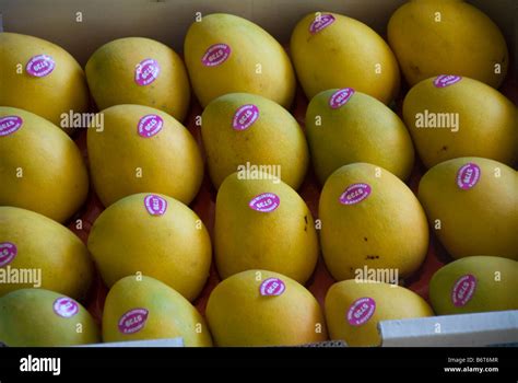 Tray Of Mangoes Stock Photo Alamy