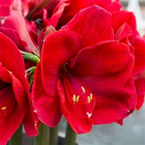 Amaryllis Hippeastrum Lilac Favourite Order Online In Eu Directly