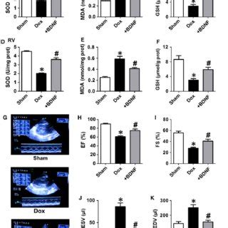 Effect Of BDNF On Oxidative Stress And Cardiac Function Of Dox Treated