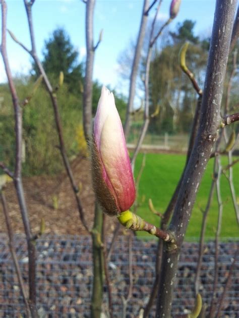 Magnolia Magnolia Apple Fruit