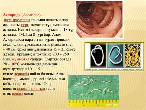 Аскарида (Ascarіdae) - презентация онлайн