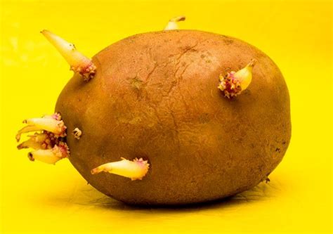 Are Sprouted Budded Or Green Potatoes Poisonous How To Keep Potatoes