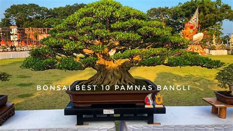 Bonsai Best Ten Di Pamnas Bangli I Inspirasi Bonsai Pameran